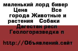 маленький лорд бивер › Цена ­ 10 000 - Все города Животные и растения » Собаки   . Дагестан респ.,Геологоразведка п.